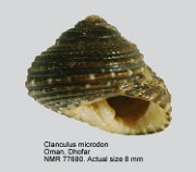 Clanculus microdon